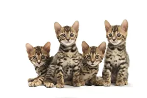 Bengals Prints: Picture No. 11981714