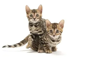 Bengals Prints: Picture No. 11981718