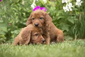 Hugging Prints: Picture No. 11981719
