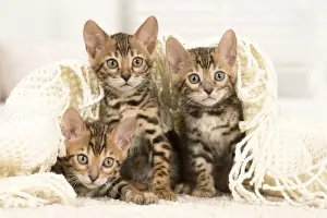 Bengals Prints: Picture No. 11981720