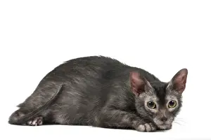 Lykoi Prints: Picture No. 11981722