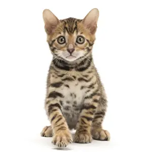 Bengals Prints: Picture No. 11981724