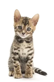 Bengals Prints: Picture No. 11981728