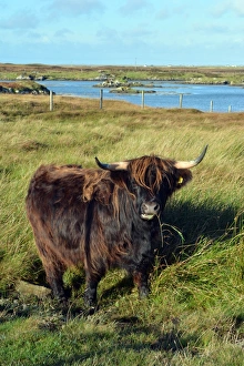 Bullocks Collection: Picture No. 11981735