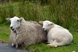 Lamb Prints: Picture No. 11981743
