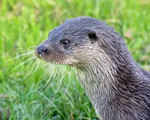 Otters Prints: Picture No. 11981747