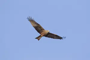 Kite Prints: Picture No. 11981773