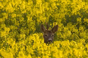 Capreolus Collection: Picture No. 11981777