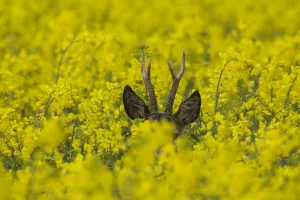 Capreolus Collection: Picture No. 11981783