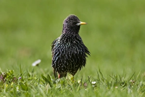 Starlings Collection: Picture No. 11981793