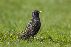 Starlings Collection: Picture No. 11981807