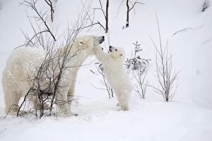 Polar Bears Collection: Picture No. 11981822