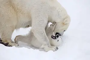 Polar Bear Prints: Picture No. 11981823