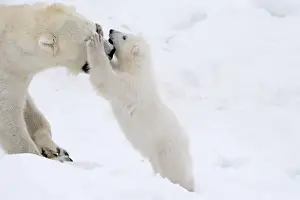 Polar Bear Prints: Picture No. 11981825