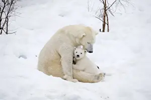 Polar Bear Prints: Picture No. 11981830