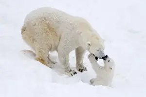 Polar Bear Prints: Picture No. 11981836
