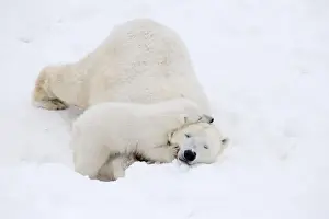 Polar Bear Prints: Picture No. 11981838