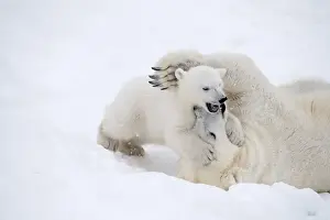 Polar Bear Prints: Picture No. 11981841