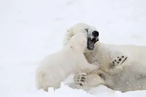 Polar Bear Prints: Picture No. 11981861