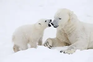 Polar Bear Prints: Picture No. 11981864