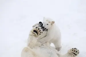Polar Bear Prints: Picture No. 11981865