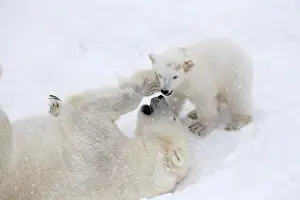 Polar Bear Prints: Picture No. 11981866