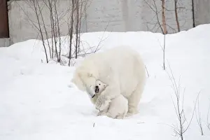 Polar Bear Prints: Picture No. 11981869