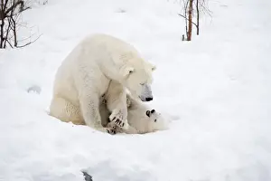 Polar Bear Prints: Picture No. 11981875