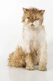 Bedraggled Prints: Picture No. 11981898
