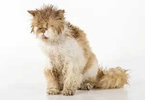 Bedraggled Prints: Picture No. 11981902