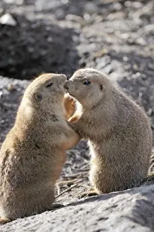 Hugging Prints: Picture No. 11981914
