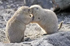 Hugging Prints: Picture No. 11981916