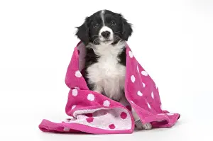 Towel Prints: Picture No. 11981933