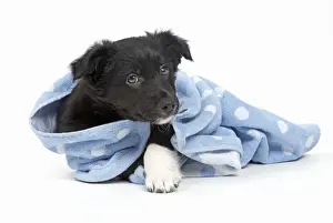 Towel Prints: Picture No. 11981934