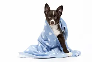 Towel Prints: Picture No. 11981937