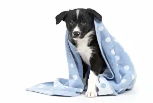 Towel Prints: Picture No. 11981939