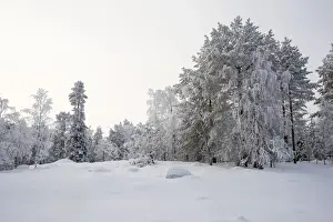 Frosty Prints: Picture No. 11981952