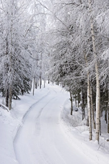 Frost Collection: Picture No. 11981955