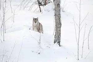 Lynx Prints: Picture No. 11981981