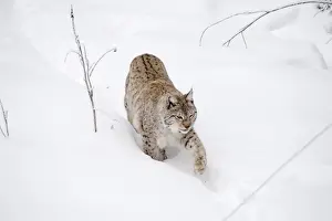 Lynx Prints: Picture No. 11981983