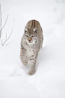Lynx Prints: Picture No. 11981985