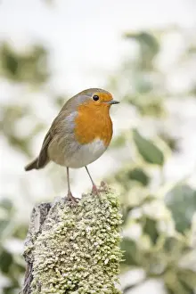 Robins Prints: Picture No. 11982022