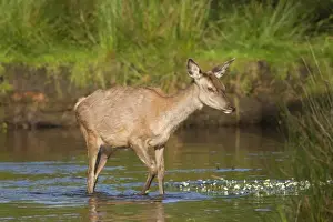 Elaphus Prints: Picture No. 11982036