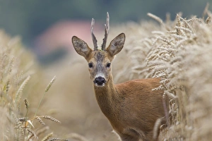Capreolus Collection: Picture No. 11982041