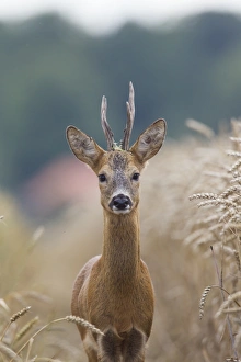 Capreolus Collection: Picture No. 11982042