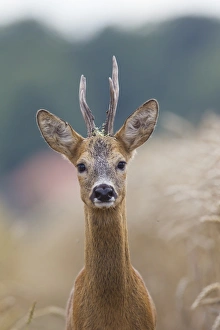 Capreolus Collection: Picture No. 11982043