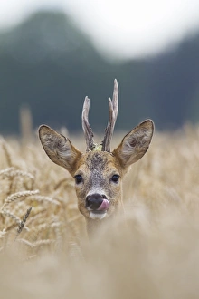 Capreolus Collection: Picture No. 11982044