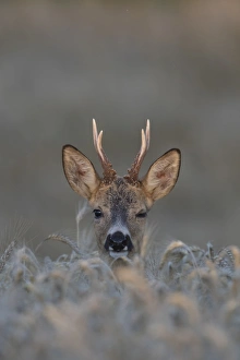 Capreolus Collection: Picture No. 11982046