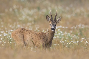 Capreolus Collection: Picture No. 11982047