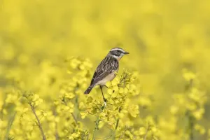 Flycatcher Prints: Picture No. 11982070